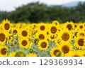 Sunflower field 129369934