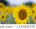summer sunflowers 129369935