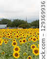 Sunflower field 129369936