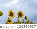 Sunflowers heading to the sky 129369937