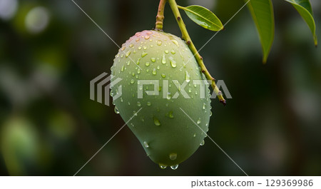 Close-up of a fresh green mango hanging from a tree branch covered in raindrops for a refreshing harvest Close-up of a fresh green mango hanging from a tree branch covered in raindrops for a refreshing harvest 129369986
