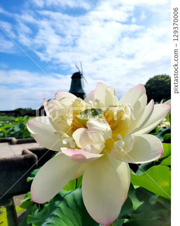 White lotus and windmill 129370006