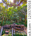 和泉神社的和泉龍血樹 129370058