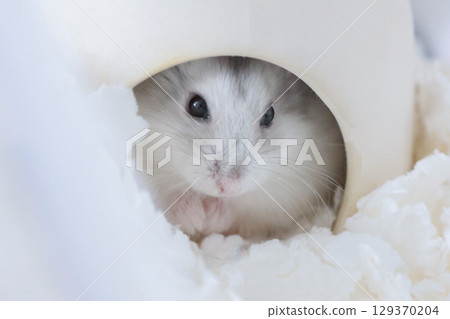 倉鼠從小屋探出頭來 129370204
