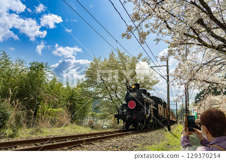 遊客在靜岡縣家山拍攝大井川鐵道蒸汽機車和櫻花 129370254