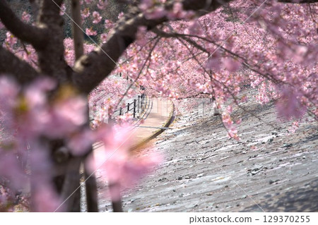 道路與櫻花 129370255