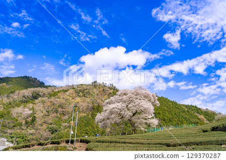 靜岡縣島田市川根町茶園中的一棵樹齡 300 年的櫻花樹“牛台水目櫻” 129370287