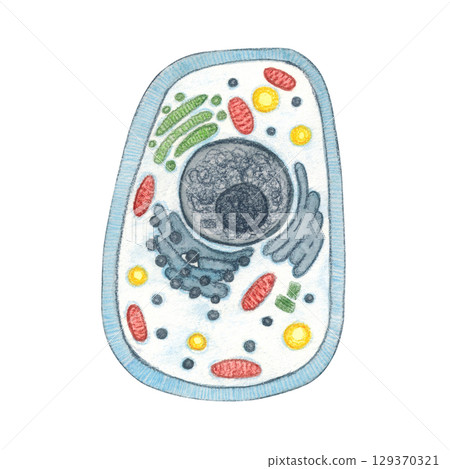 Cytological structure of an animal cell. Watercolor illustration hand drawn, cartoon. Drawing for stickers, posters, postcard blanks, scrapbooking, journaling. science, cytology, biology, research 129370321
