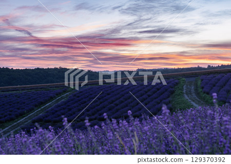 北海道上富良野町 - 日出公園薰衣草 - 129370392