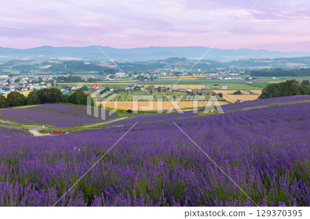 Hokkaido Kamifurano Town - Hinode Park Lavender - 02 Hokkaido Kamifurano Town - Hinode Park Lavender - 02 129370395