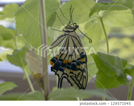 Swallowtail butterfly and fresh greenery just after emerging Swallowtail butterfly and fresh greenery just after emerging 129371045