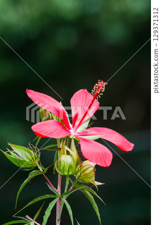Summer flower, maple leaf 129371312