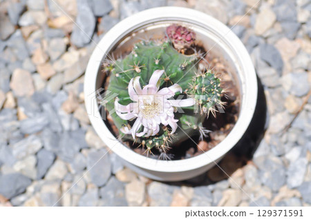 Gymnocalycium ,Gymnocalycium mihanovichii or gymnocalycium mihanovichii variegated with flower or cactus flower 129371591