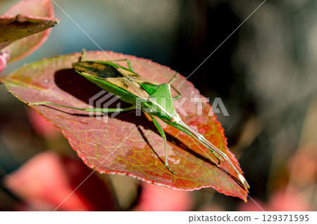 A giant spider bug resting on a red leaf A giant spider bug resting on a red leaf 129371595