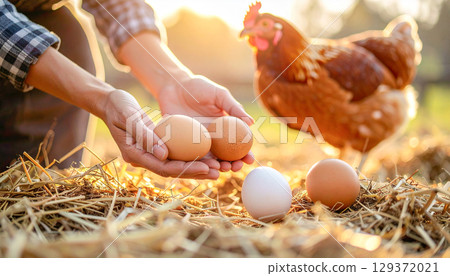 Farmer collecting eggs 129372021