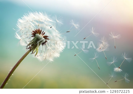 Close-Up Capture of Dandelion Puffball with...-插圖素材 [129372225] - PIXTA圖庫