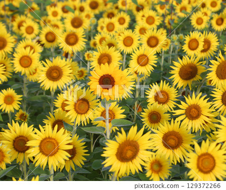 Mashiko Town: Sunflower fields in full bloom and morning mist 129372266