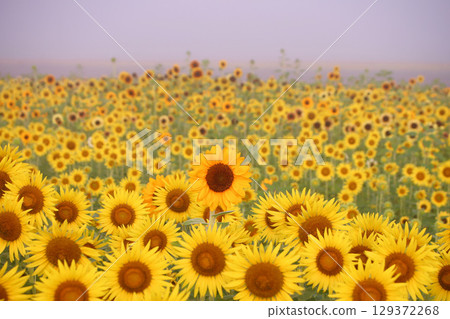 Mashiko Town: Sunflower fields in full bloom and morning mist 129372268