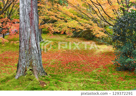 大原三千院遊星庭園的紅葉與落楓,美不勝收(京都府京都市左京區) 大原三千院遊星庭園的紅葉與落楓,美不勝收(京都府京都市左京區) 129372291