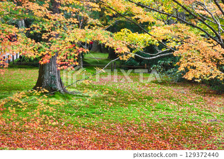 Beautiful autumn leaves and fallen maples in Yusei Garden, Sanzen-in Temple, Ohara (Sakyo Ward, Kyoto City, Kyoto Prefecture) 129372440