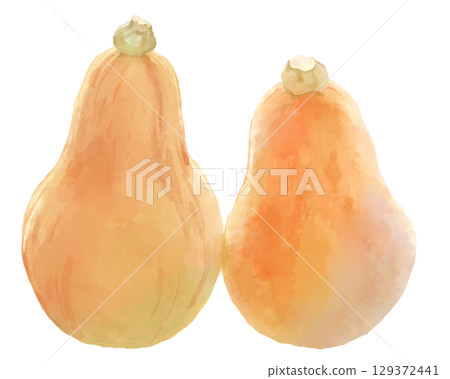 Watercolor illustration of two butternut squashes lined up 129372441