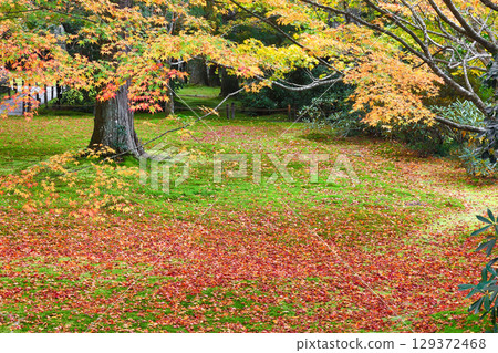Beautiful autumn leaves and fallen maples in Yusei Garden, Sanzen-in Temple, Ohara (Sakyo Ward, Kyoto City, Kyoto Prefecture) 129372468