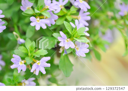 Fairy Fan Flower , Half flower or Scaevola or Scaevola sp or purple flower Fairy Fan Flower , Half flower or Scaevola or Scaevola sp or purple flower 129372547