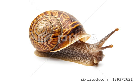 snail on the white background 129372621