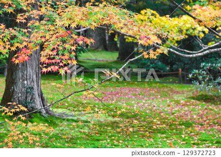 Beautiful autumn leaves and fallen maples in Yusei Garden, Sanzen-in Temple, Ohara (Sakyo Ward, Kyoto City, Kyoto Prefecture) 129372723