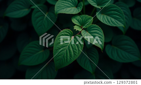 A Dark green foliage background showcases lush green leaves creating a moody organic texture filled composition A Dark green foliage background showcases lush green leaves creating a moody organic texture filled composition 129372801