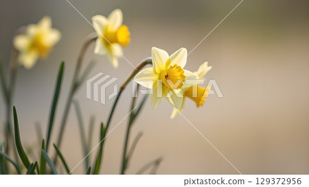 Delicate beauty of daffodils in a soft light creating a feeling of springtime tranquility 129372956