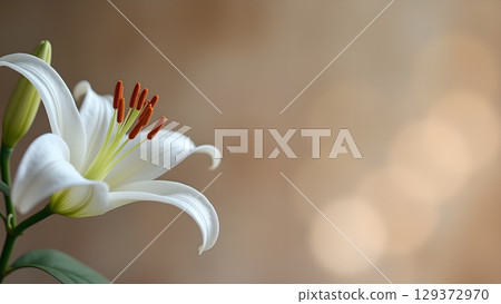 Elegant White Lily Blossom with Blurred Background for Floral Beauty and Serenity 129372970