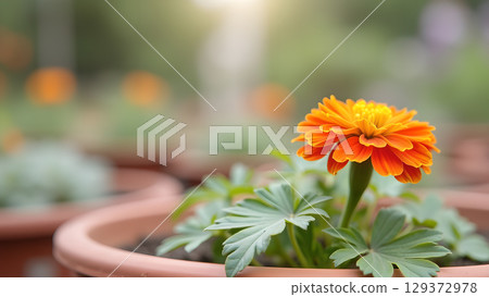 Captivating close up of a vibrant orange marigold flower in a clay pot on blurry background 129372978