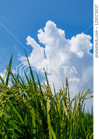 Ripened rice ears, blue sky and white clouds 129373037