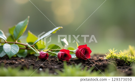 Three vibrant red roses gracefully laying on dark soil with blurred green background symbolizing remembrance and love 129373050