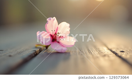 A Gentle Touch of Spring: A Pink Blossom Adorning Weathered Wood Surface Capturing Delicate Beauty A Gentle Touch of Spring: A Pink Blossom Adorning Weathered Wood Surface Capturing Delicate Beauty 129373064
