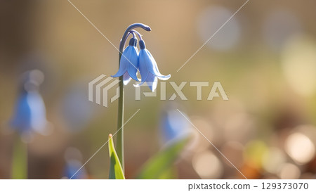 Delicate beauty of Scilla bifolia flowers blooming in early spring a lovely natural scene 129373070