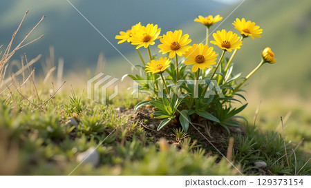 A beautiful and captivating close-up of bright yellow daisies in a lush green meadow sunshine A beautiful and captivating close-up of bright yellow daisies in a lush green meadow sunshine 129373154