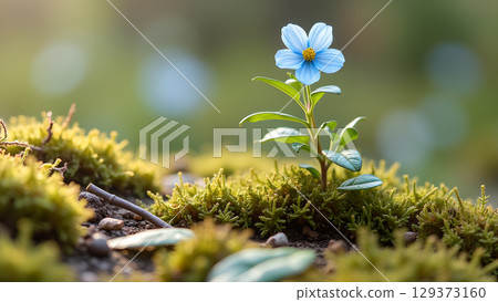Blue wildflower growing on mossy ground capturing the freshness and vitality of springtime season nature 129373160
