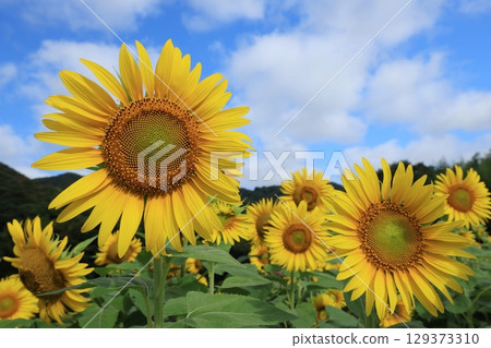 向日葵田 3486 129373310