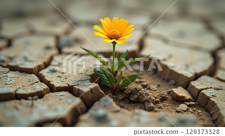 Resilience of Life: A Lone Yellow Flower Emerges from Arid Cracked Earth Landscape Depicting Hope 129373328