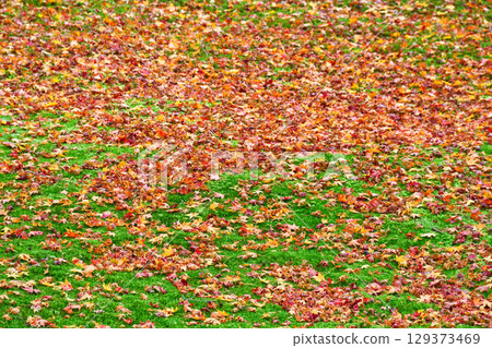 Ohara Sanzen-in Temple Yusei Garden: The beautiful contrast between fallen maples and moss (Sakyo Ward, Kyoto City, Kyoto Prefecture) 129373469