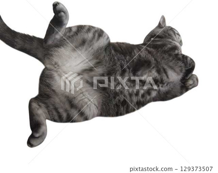 美國短毛貓剪影 美國短毛貓剪影 129373507
