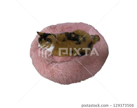 邁克貓 邁克貓 129373508