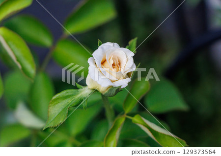 White roses beginning to bloom in the garden 129373564