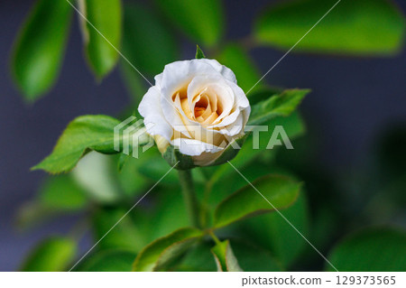 White roses beginning to bloom in the garden 129373565