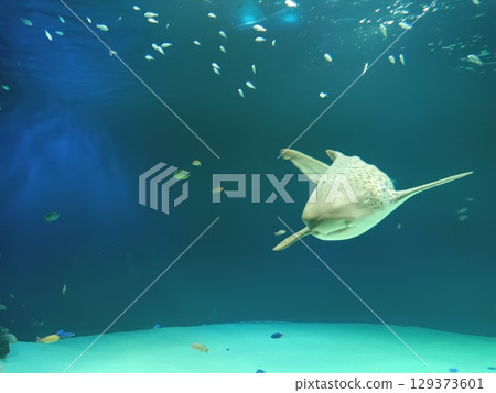 Swim shark 129373601