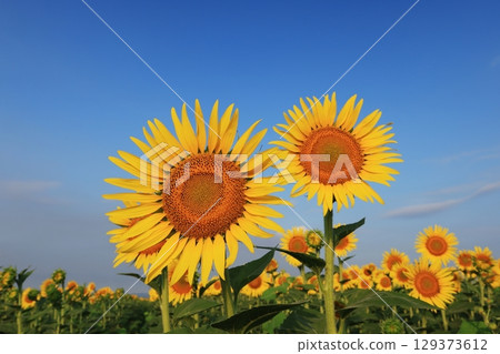 向日葵田 3514 129373612