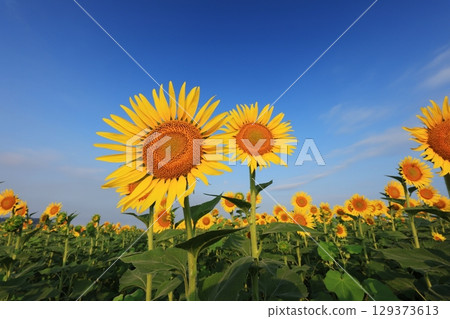 Sunflower Field 3517 129373613