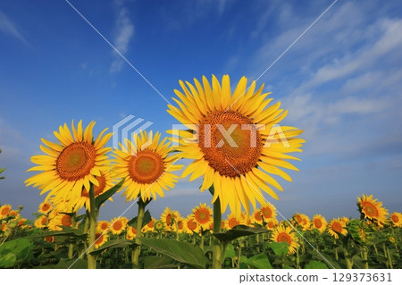 向日葵田 3554 129373631